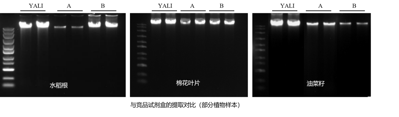 磁珠法植物DNA-case-1