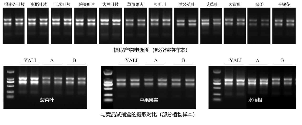 磁珠法植物RNA-case1