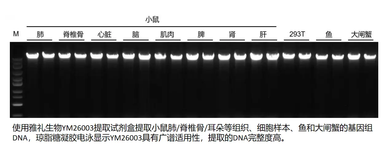 mag-tissue-cell-dna-case-1