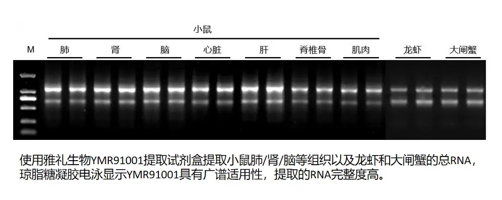 mag-tissue-cell-rna-case-1