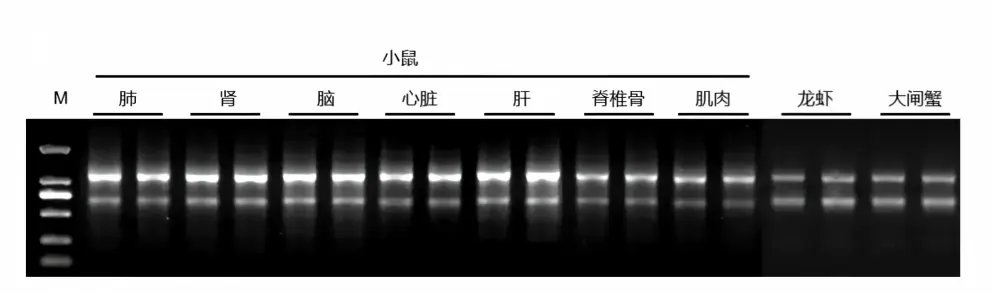 mag-tissue-cell-rna-case-2